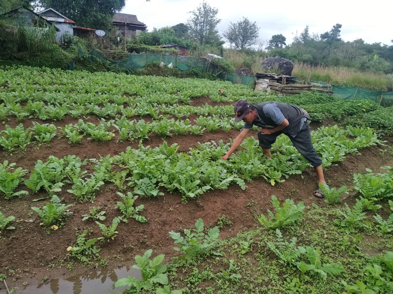 The Journey of a Raddish: From Soil Preparation to Harvesting